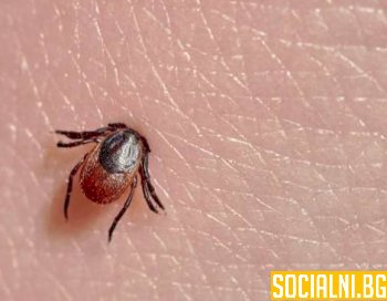 Как изглежда кърлеж в кожата и как да разпознаете ухапването на паразита